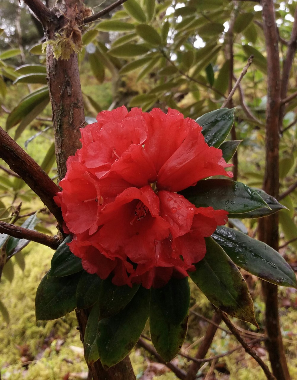 R. ochraceum